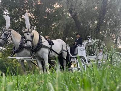 Horse Drawn Carriages