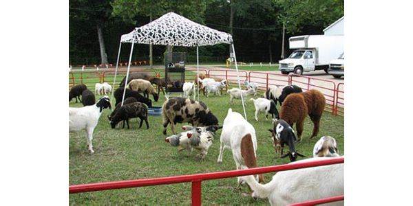 Petting Zoo